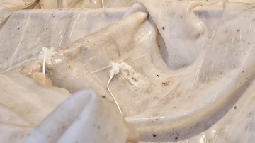 Kurátorská komentovka: ALL THINGS DIGESTING s Ivou Polaneckou