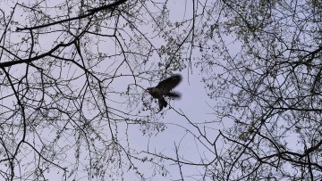 Into the Wilds of Prague with biologist Martin Hůla (CZE)